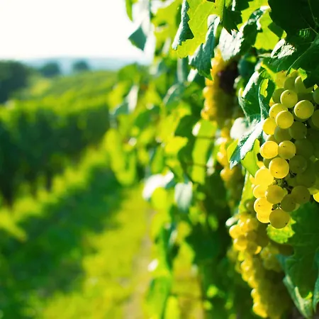 Appartamento Rebterrasse - Golf, Wellness Und Im Markgraeflerland